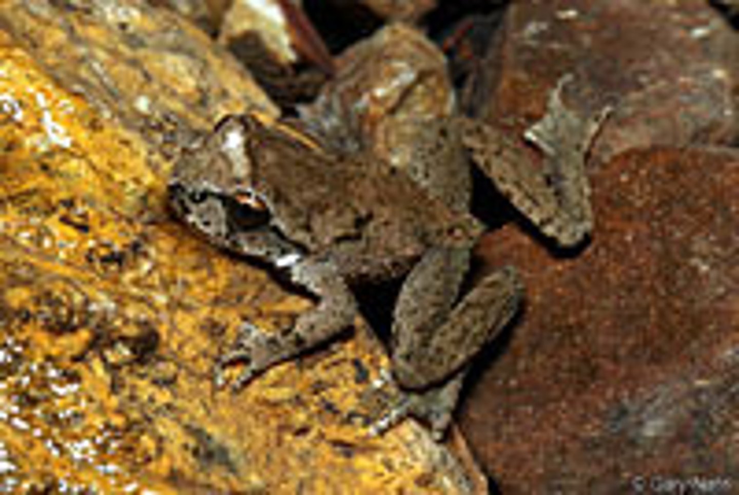 <p>Tailed Frog Coastal</p>