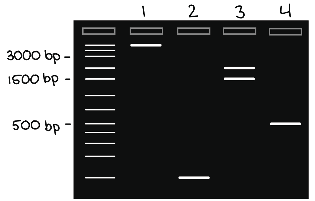<ul><li><p>After fragments separated, gel stained DNA can be examined under UV light</p></li><li><p>DNA fragments will glow, allowing us to see DNA present at different locations along gel length</p></li><li><p>Well-defines ‘line’ of DNA is called a band </p></li><li><p>Example: <span>By comparing the banding patterns of DNA from a crime scene with those of potential suspects, forensic scientists can determine the likelihood of a match.&nbsp;</span></p></li></ul><p></p>