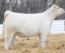 <p>Beef breed, heavily muscled, white with pink skin and pink nose</p>