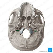 <p>name this bone or bone marking?</p>