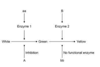 <p>The inheritance of fruit colour in summer squash plants is controlled by two genes that are not linked, A and B. Each gene has two alleles. The diagram shows the interaction of these two genes.</p><p>Complete the genetic diagram to show all the possible genotypes and the ratio of phenotypes expected in the offspring of this cross.</p>