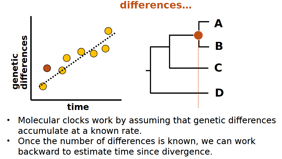 <p>on the assumption that genetic differences accumulate at a specific rate and once all those differences are known you can calculate it</p>