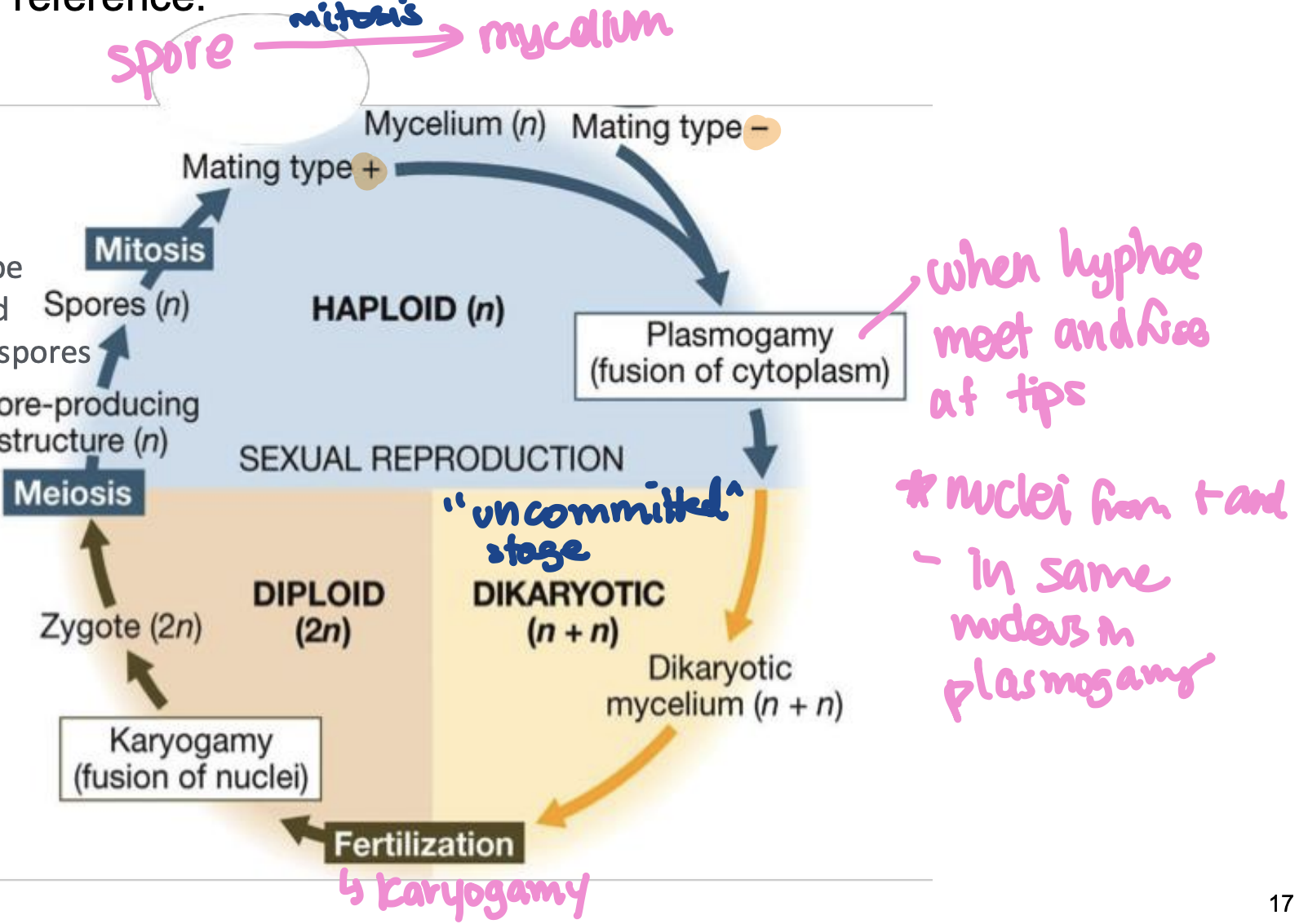 <p>variable life cycle for fungi</p>