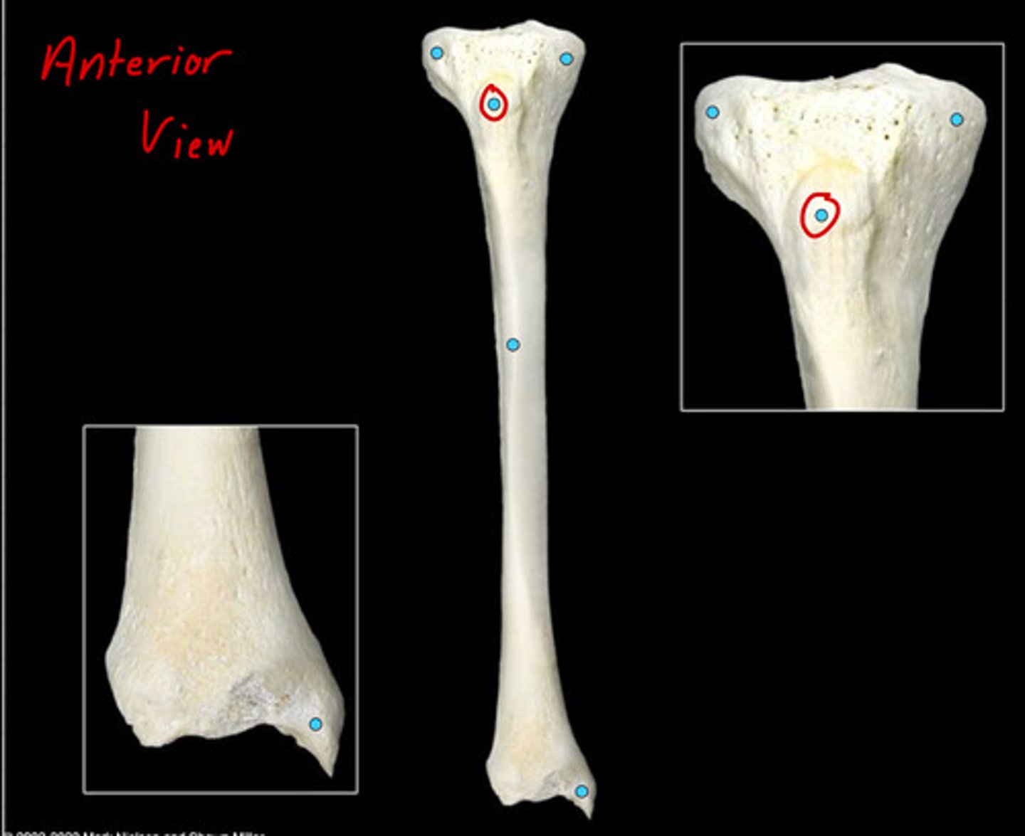 knowt flashcard image