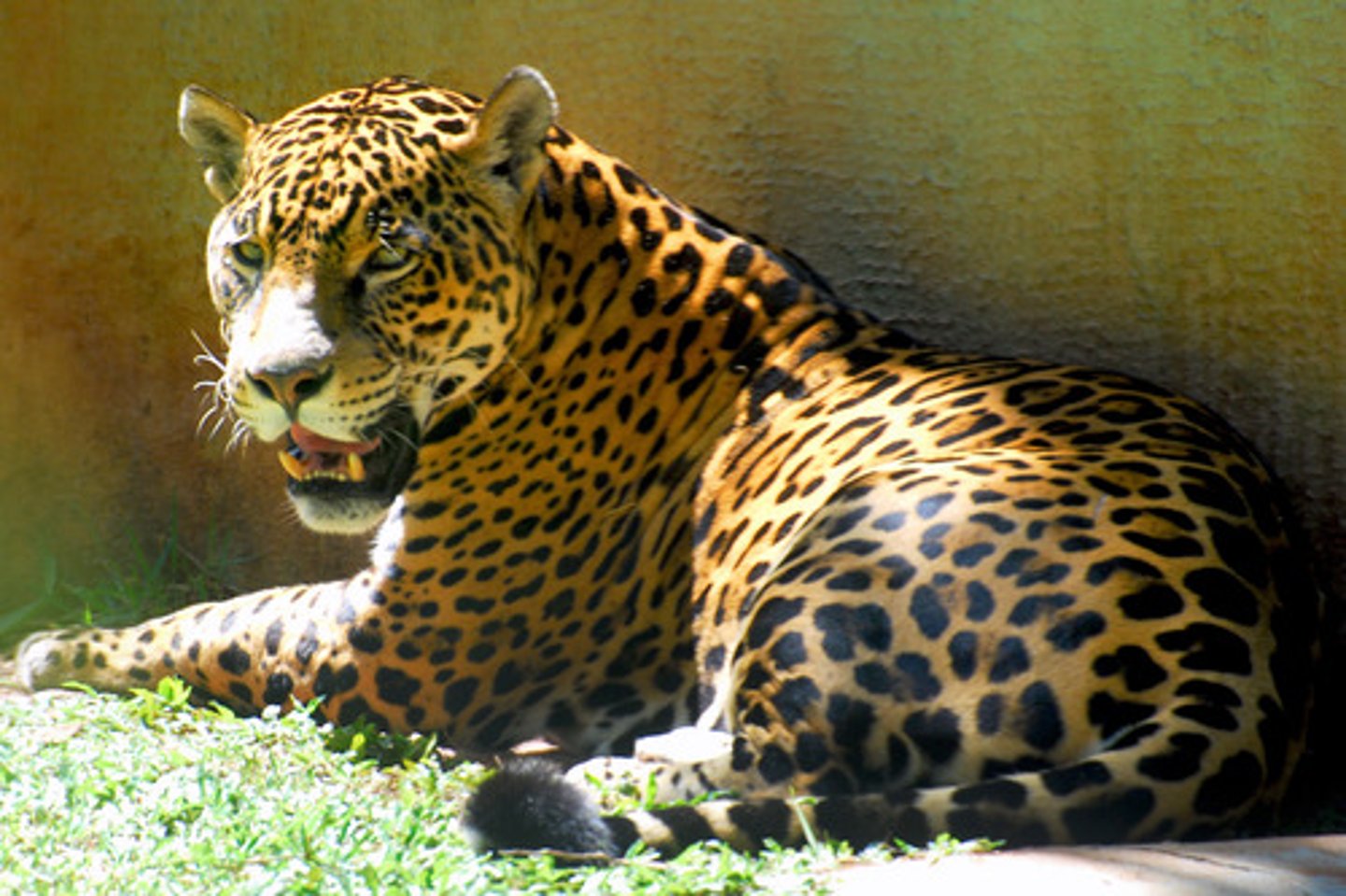 <p>el jaguar</p>