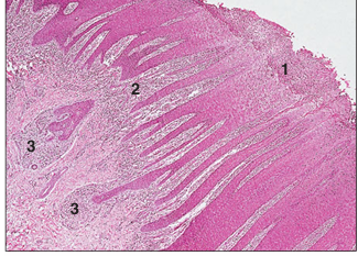 <p>name of histologic slide:</p><p>Specie:</p><p>Parts</p><p>1.__ 2.__ 3.__</p><p>Stain used:</p>