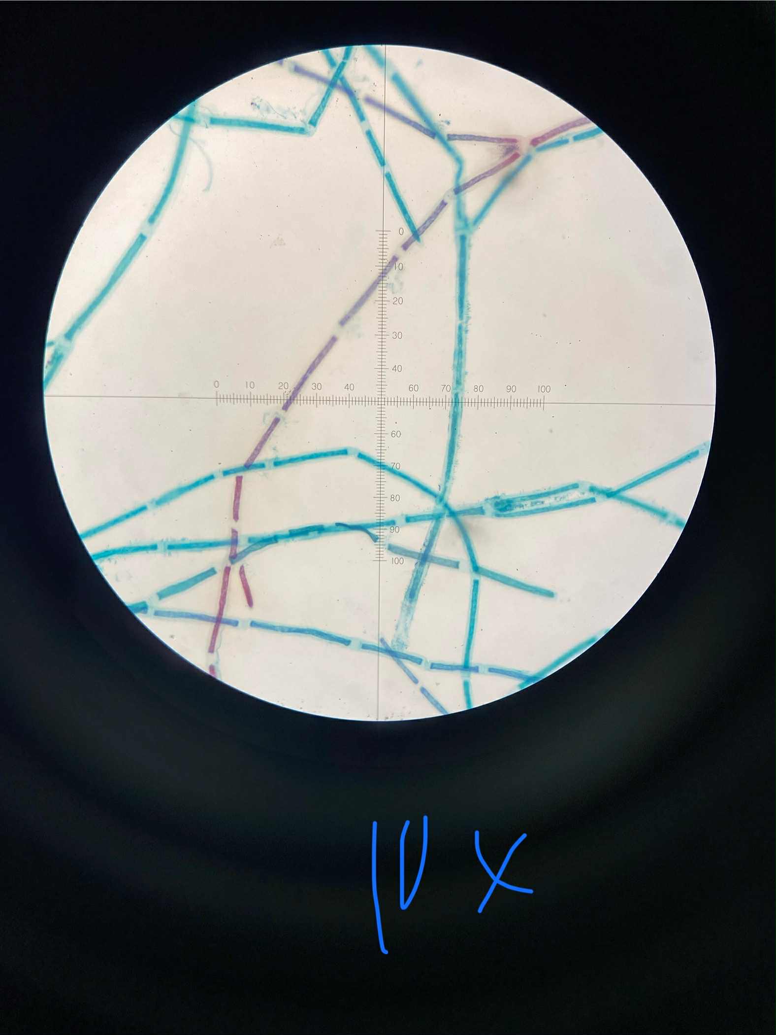 <p>specimen</p><p>phylum</p><p>color</p><p>shape</p><p>cell arrangement</p><p>motility</p><p>characteristic</p>