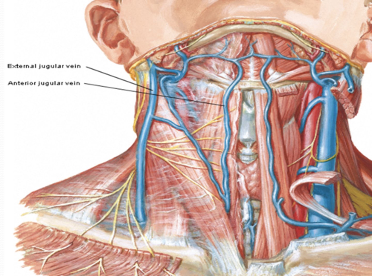 <p>What are the superficial jugular veins?</p>