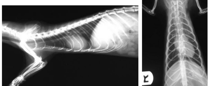 <p>What species is this thorax and what can we note about it?</p>