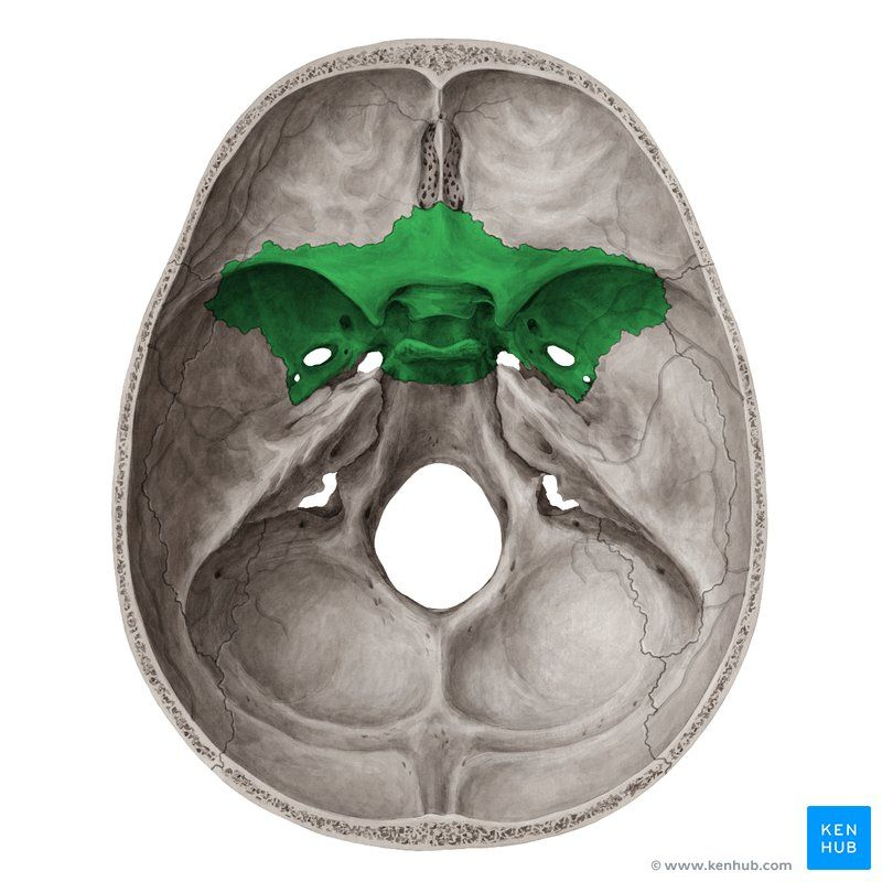 <p>Looks like a butterfly, behind the jaw from frontal view</p>