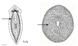 <p>NS: párová ganglia na přídi </p><p> + 2 nervové provazce </p><p> nebo hustá síť </p><p> chemoreceptory na přídi</p><p>inverzní oči:</p>