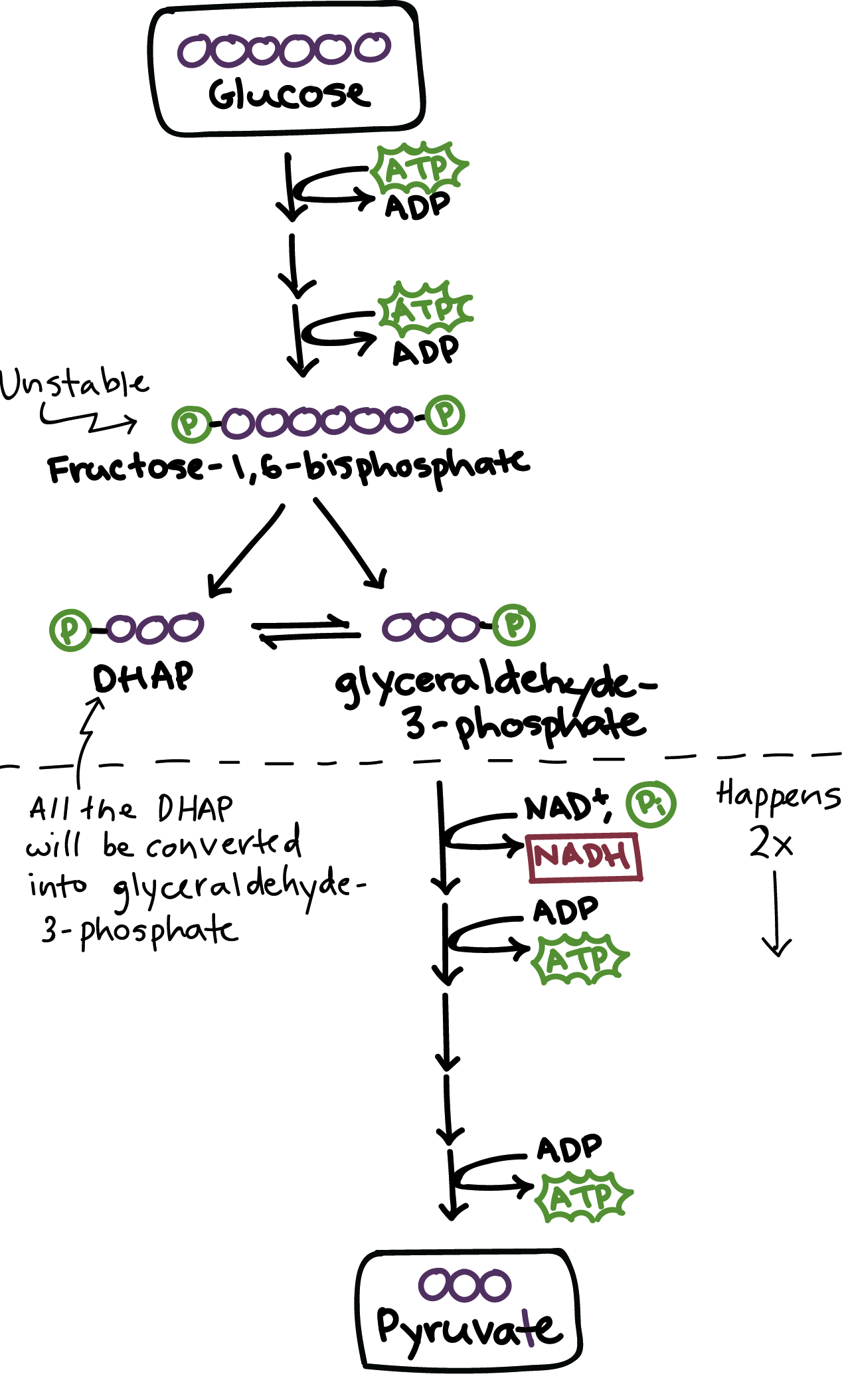 <p>a set of reactions that converts glucose to pyruvate</p><ul><li><p>First step in metabolism in cellular respiration</p></li></ul>