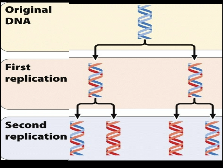 * the original strand unwinds and is used as a template to generate the new strand