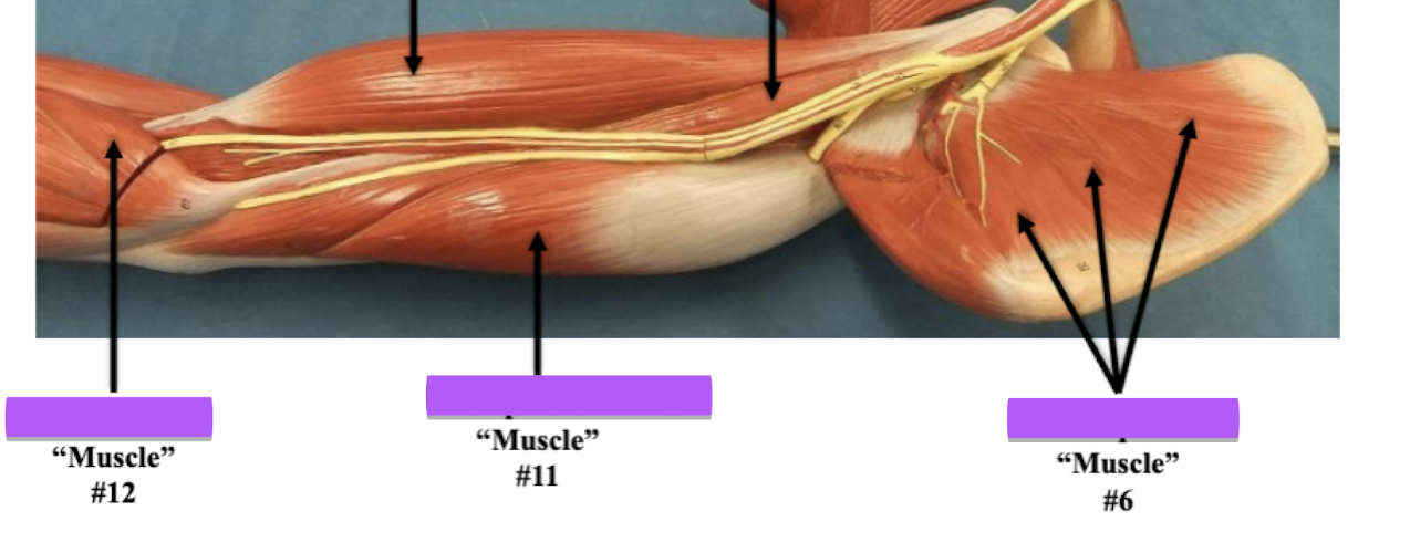 <p>Label muscle #11</p>