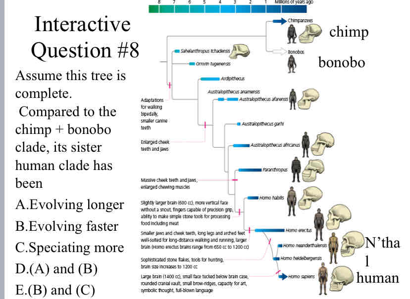 <p>Assume this tree is complete. &nbsp;Compared to the chimp + bonobo clade, its sister human clade has been</p>