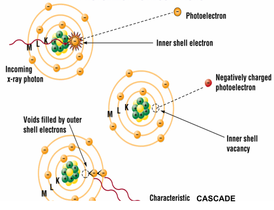<p>A photo electric interaction is more likely to occur with ________</p>