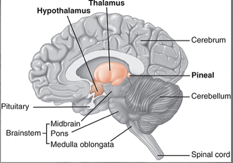 <p>origin: in the pituitary gland </p><p>function: </p><ul><li><p>autonomic nervous system control </p></li><li><p>metabolism </p></li><li><p>water balance </p></li><li><p>sleep-wake mechanism </p></li><li><p>body temperature</p></li><li><p>food intake regulation </p></li><li><p>secondary sex characteristics </p></li></ul><p></p>