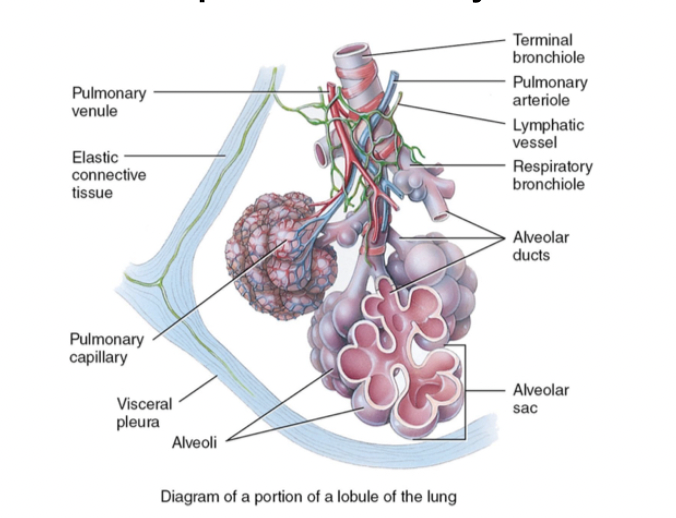 <p>External Respiration Pulmonary Gas Exchange</p>