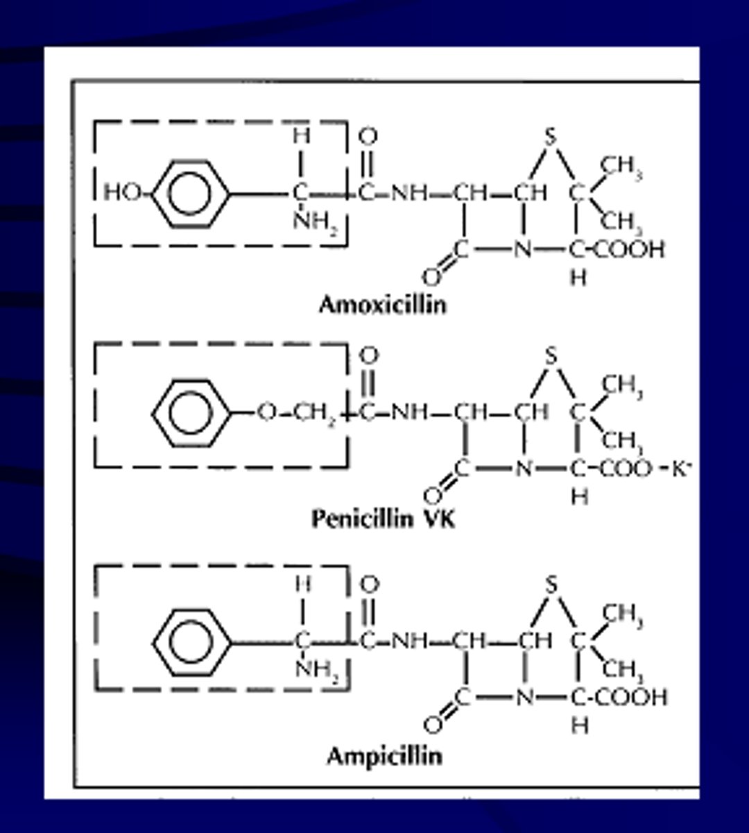 <p>TARGET: acts as an irreversible inhibitor of the enzyme transpeptidase, which is needed by bacteria to make the cell wall</p><p>ADMINISTRATION: oral, IV, intramuscular</p><p>CLASS: penicillin group of beta-lactam; aminopenicillin family</p>