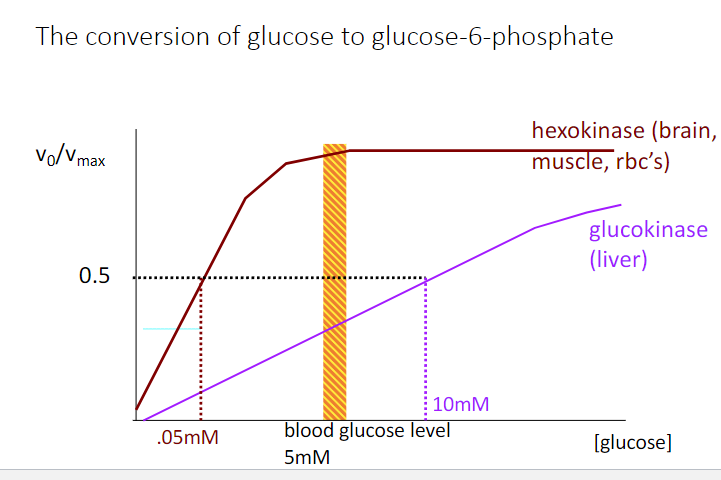 <p><span>Indicate the glucokinase activity as a fraction of Vmax after a high carbohydrate</span><br><span>meal, in which blood glucose rises to 20 mM in the portal vein.</span></p><p><span>a) 0.45 </span></p><p><span>b) 0.5</span></p><p><span>c) 0.6</span></p><p><span>d) 0.67</span></p><p><span>e) 1.0</span></p>