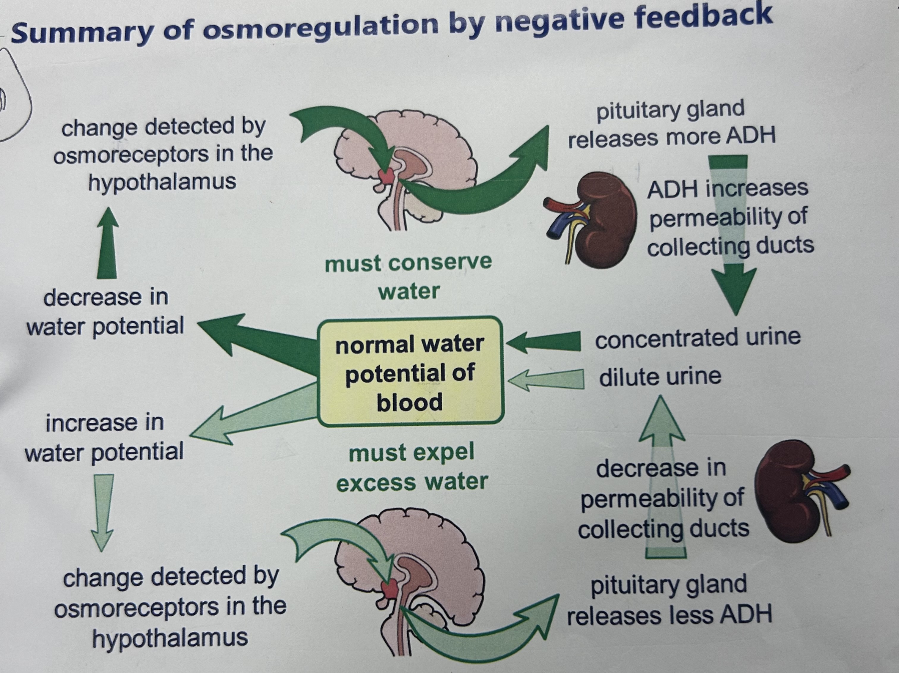 <p>why is osmoregulation important?</p>