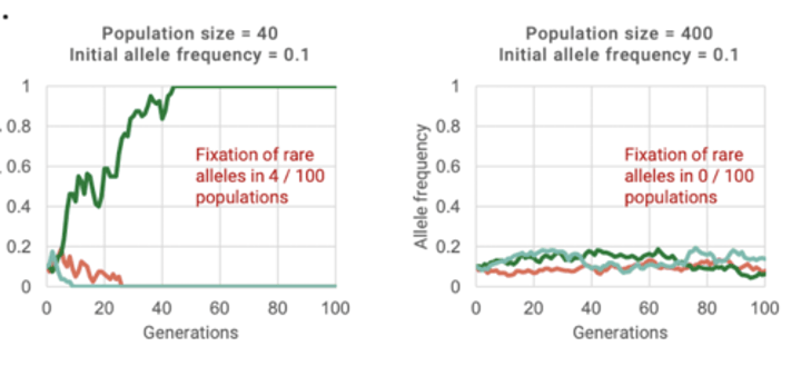<p>Harmful alleles to become fixed in small populations</p>