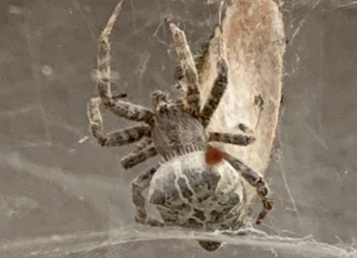 <p><span>Which is the correct </span><strong>class</strong><span> for this specimen?</span></p>