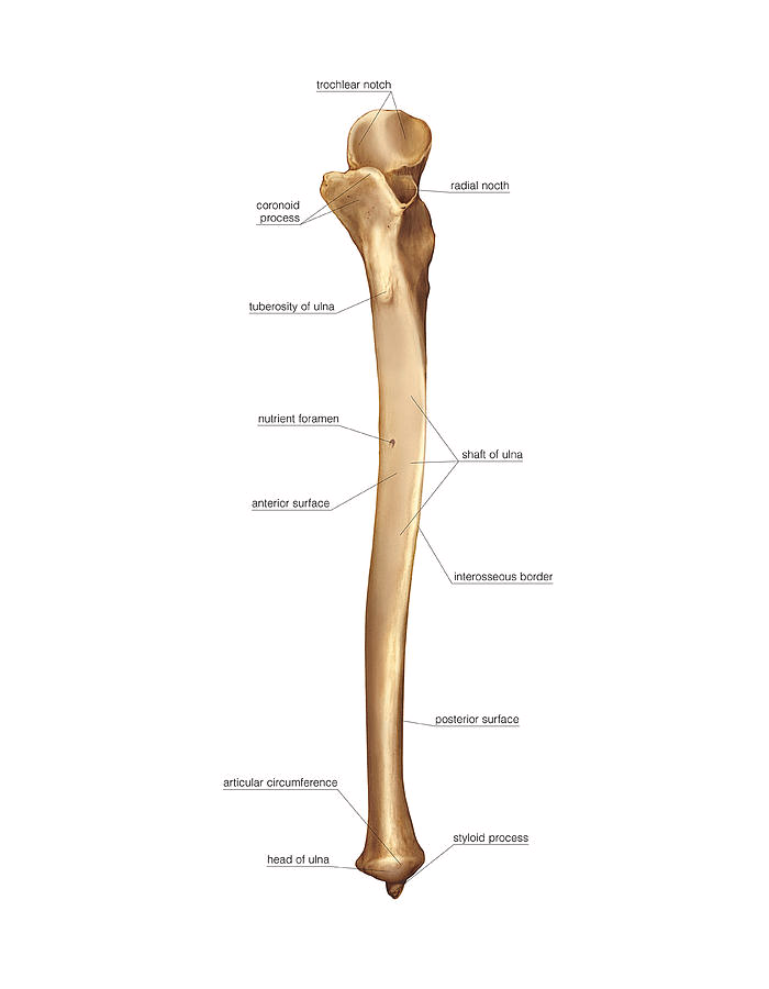 <p>Forearm bone on pinky side. Features: olecranon, coronoid process, trochlear notch, styloid process.</p>