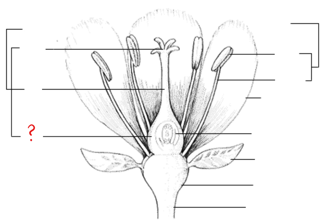 <p>seed-bearing enclosed organ; anatomic features include the epidermis, ground tissue, and vascular tissues in characteristic position; divided into cavities called locules</p>