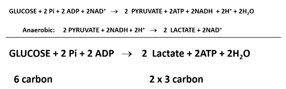 <p>2 ATP (directly)</p>