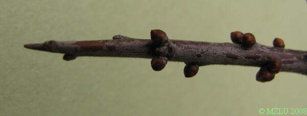 <p><strong><em>Prunus spinosa</em></strong></p><p>Pupeny <strong>střídavé</strong>, drobné, kulovité až vejcovité, světle hnědé. Květní pupeny seriálně po stranách listového pupenu nebo nahloučené na&nbsp;brachyblastech.</p><p class="Norml-Skripta" style="text-align: justify">Letorosty alespoň v&nbsp;mládí chlupaté, později olysalé, hnědavé, starší větévky tmavošedé, boční přeměněny v&nbsp;kolce.</p>