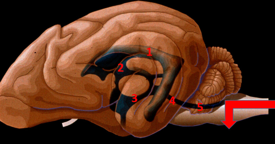 <p>name the ventricular pathway for cerebrospinal fluid</p>