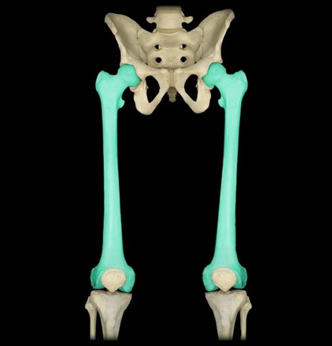 <p>the long bone of the upper hind limb which articulates with the tibia at the knee joint and the pubis at the pelvis.</p>