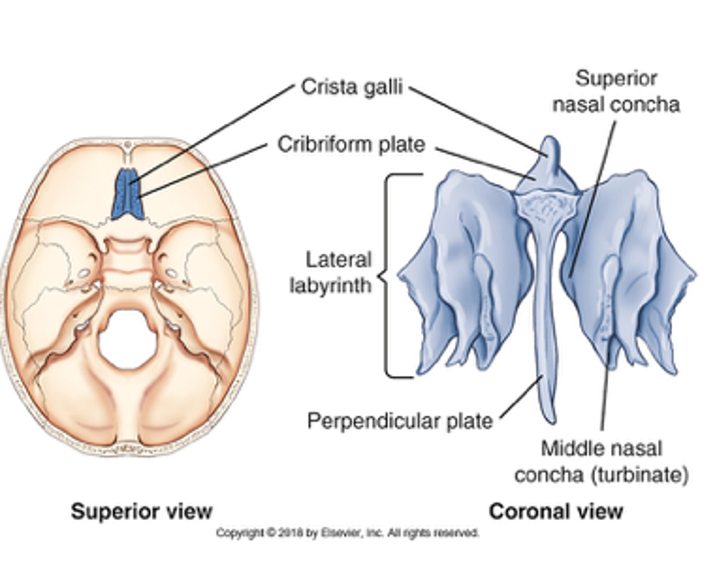 <p>D) Ethmoid</p><p>pg. 382: the smaller upper horizontal portion of the ethmoid bone, termed the cribiform plate, contains many small openings or foramina through which segmental branches of the olfactory nerves pass.</p>