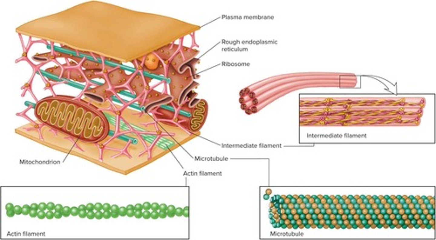 <p>Network of filaments providing cell structure.</p>