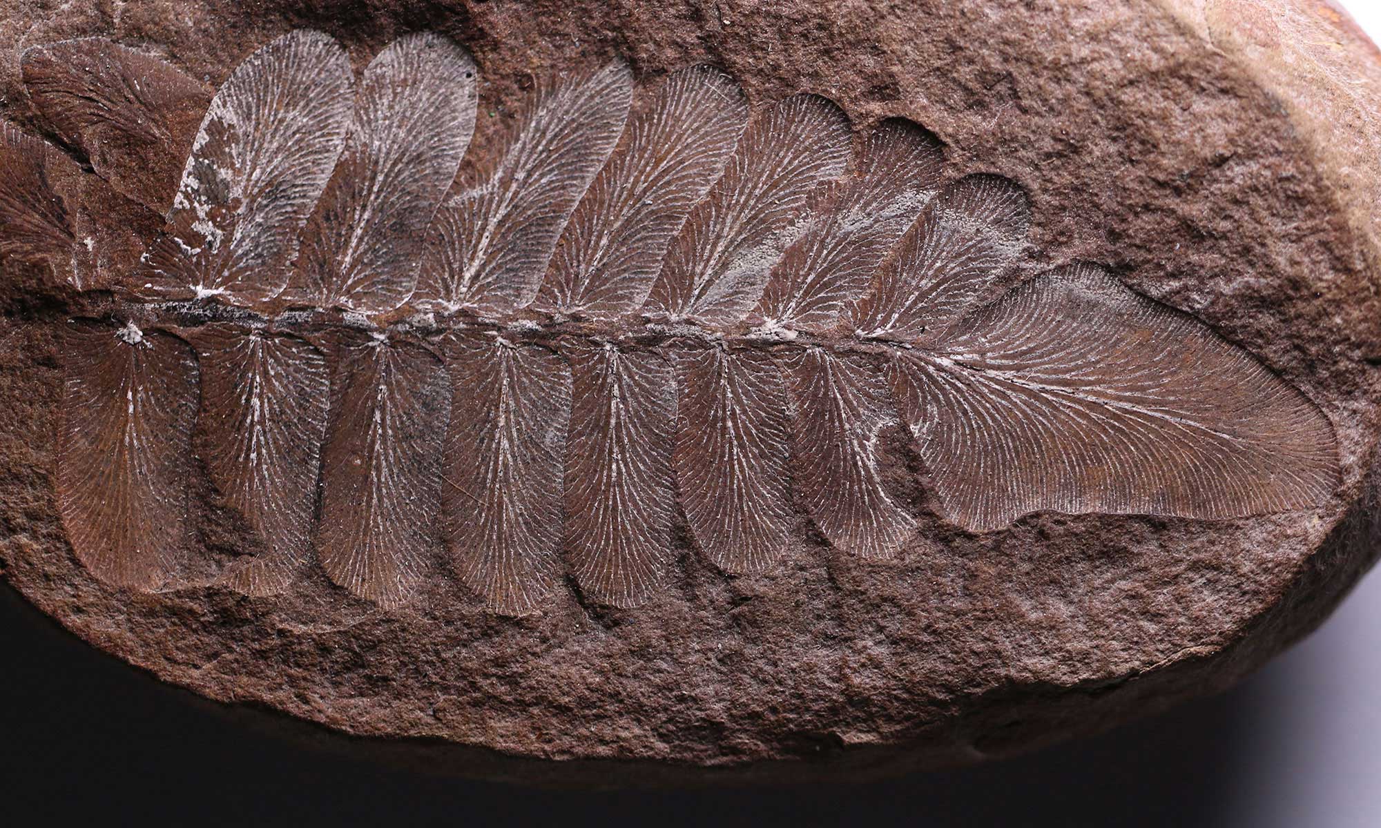 <p>Compression Fossil</p>