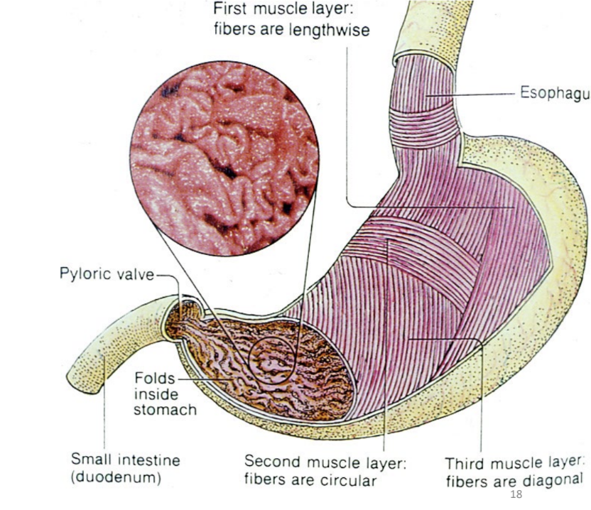 <ul><li><p>folds of mucosal layer</p></li><li><p>permit stomach to distend</p></li><li><p>increase surface area for secretion and digestion</p></li><li><p>disappear as stomach expands</p></li></ul><p></p>