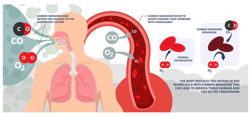 <p><span><span>The primary mechanism through which CO exerts its toxic effects is by binding to haemoglobin in the blood to form carboxyhaemoglobin. Carbon monoxide has an affinity for haemoglobin over 200 times greater than that of oxygen, effectively displacing oxygen and preventing its transport to vital tissues. This results in tissue hypoxia, impairing cellular respiration and energy production. Furthermore, CO interferes directly with mitochondrial function and other cellular processes, amplifying its toxic effects.</span></span></p>