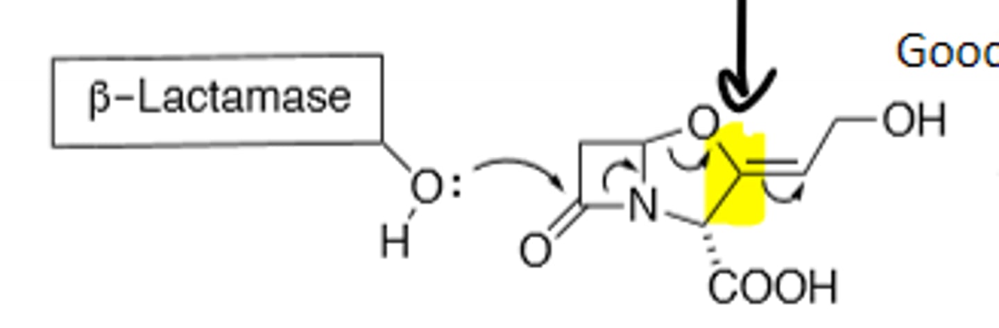 <p>B-lactamase inhibitor</p>