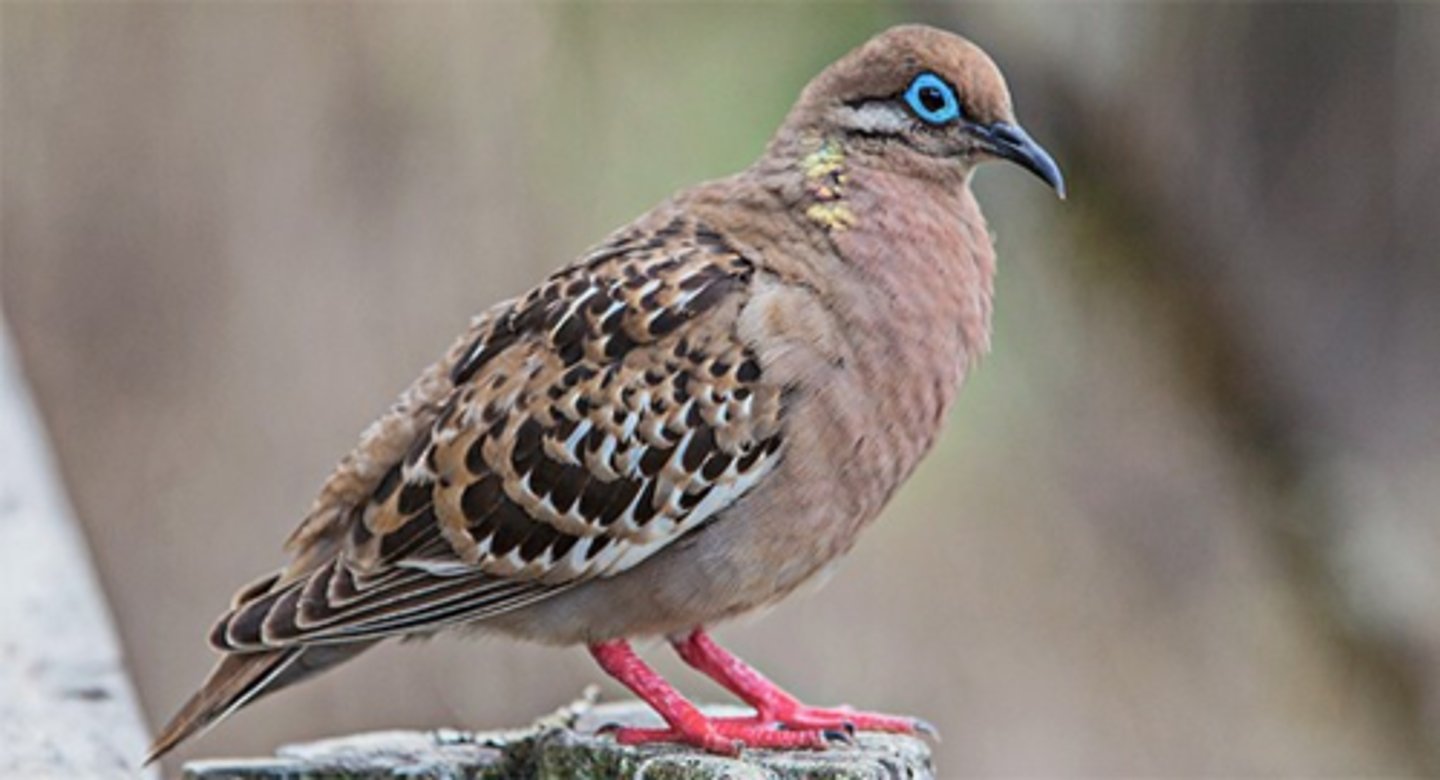 <p>Galapagos Dove </p>