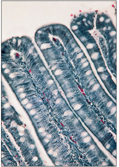 <p>Identify the structure:</p><p>Specie:</p><p>Stain used:</p>