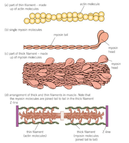 <p>The structure of these filaments and their constituent molecules is shown above:</p>