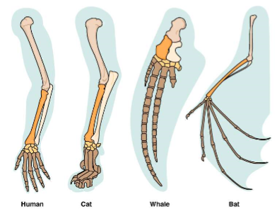 <p>body parts of organisms with entirely different functions for similar structures</p>