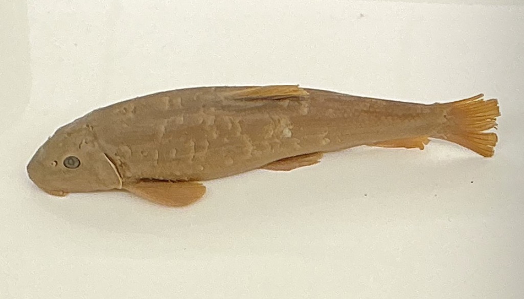 <p>Name the order</p>