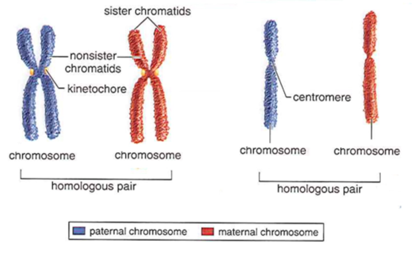 <p>These are both chromosomes. The only difference is that one has 2 sister chromatids.</p>