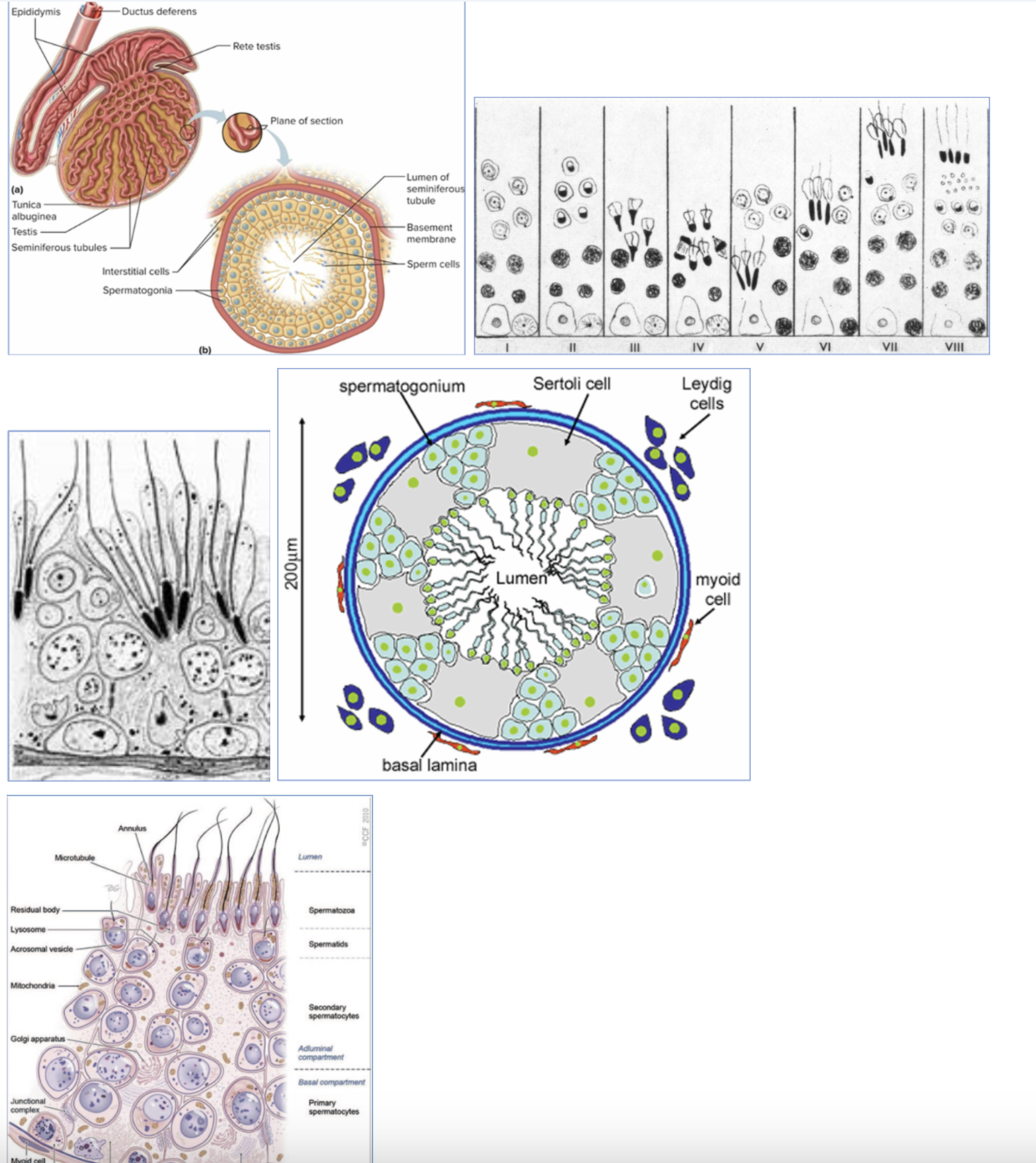 <ul><li><p>Leydig cells produce testosterone</p></li><li><p>2 Cell Theory for steroid production</p><ul><li><p>Leydig = theca cell</p></li><li><p>Sertoli cell = granulosa</p></li></ul></li><li><p>controlled by hormones from the pituitary gland</p></li><li><p>in males: important for testosterone production</p></li></ul><p></p>