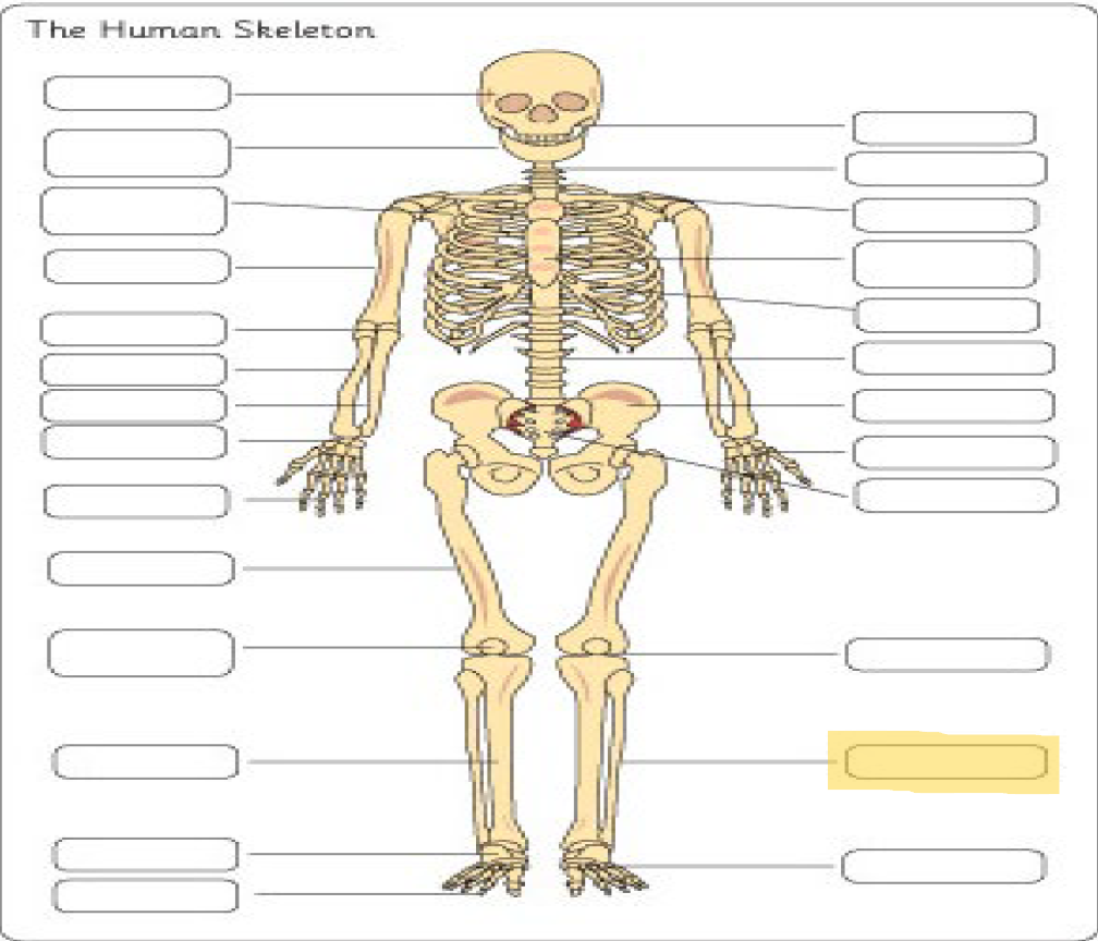 <p>What is this Bone?</p>