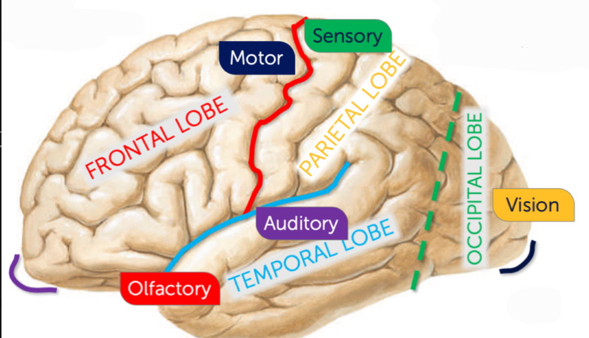 <p>What sulcus is highlighted purple? </p>