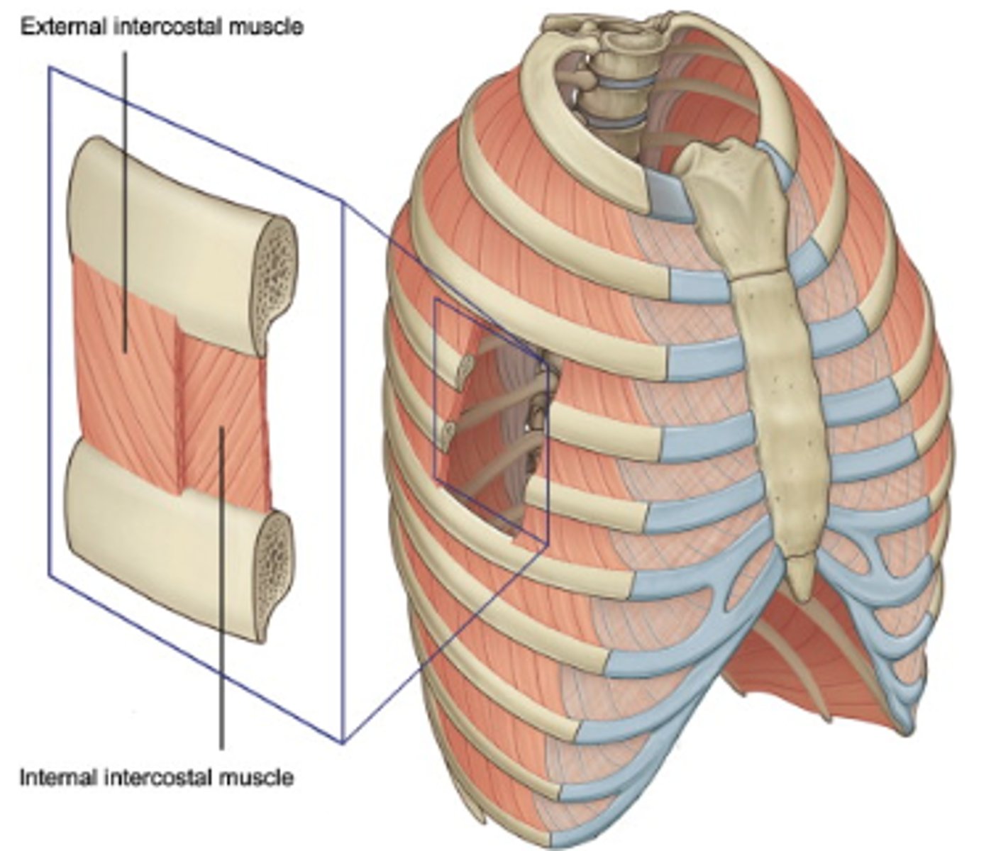 <p>Hands on pockEts (external = diagonally down)</p><p>Hands on tIts (internal = diagonally up)</p>
