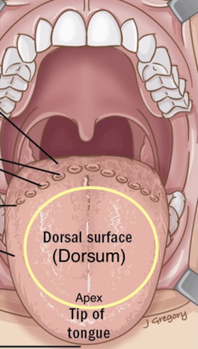 <p>Part posterior to the blade and below the back part of the hard palate</p><p>Top surface of the tongue</p>